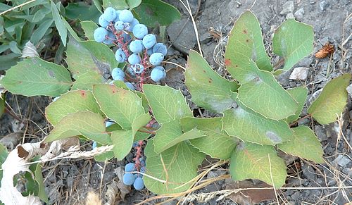 Mahonia repens